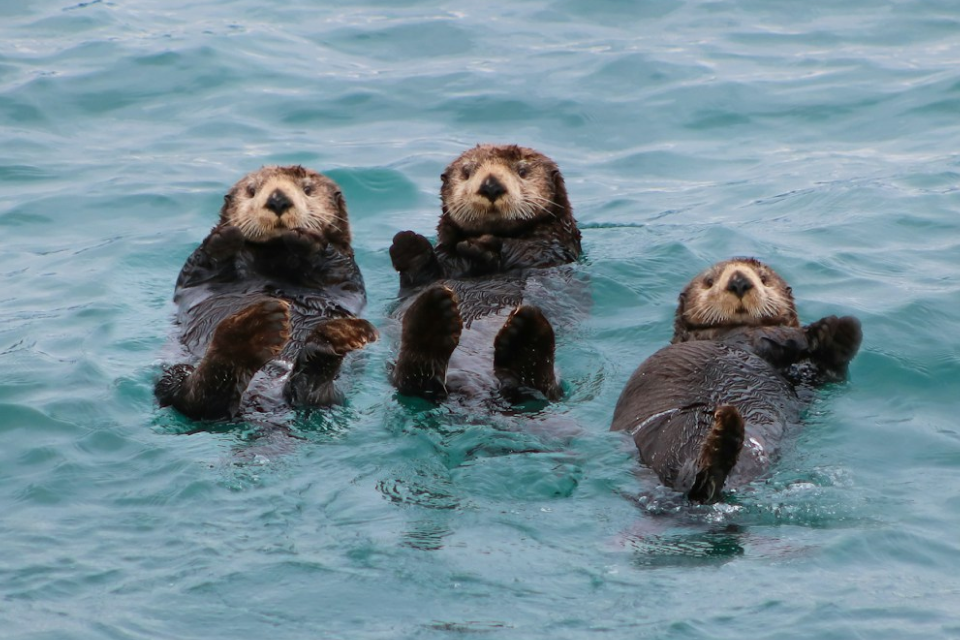 Three otters swimming